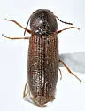Oxygonus ater - photo 3