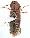 Oxygonus ater - photo 4