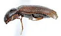 Oxygonus ater - photo 5
