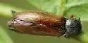 Oxygonus montanus - photo 2
