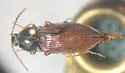 Oxygonus obesus - photo 2
