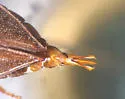Oxygonus obesus - photo 3