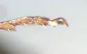 Oxygonus obesus - photo 4