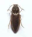 Oxygonus obesus - photo 5