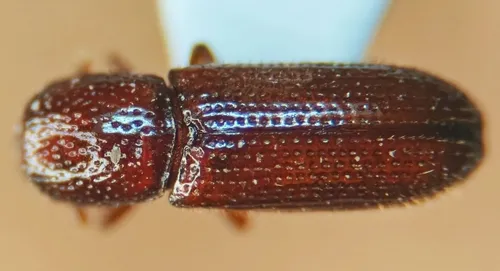 Oxylaemus americanus - photo 2