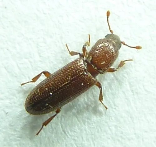 Oxylaemus californicus