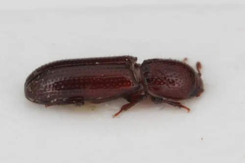 Oxylaemus cylindricus