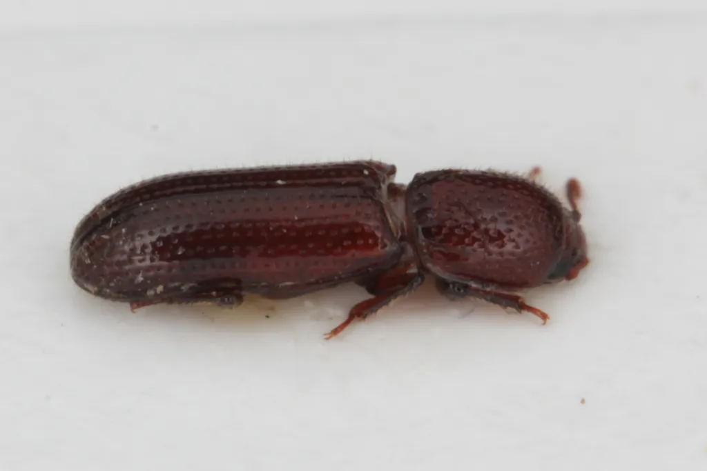 Oxylaemus cylindricus - photo 2