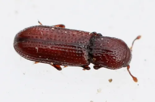 Oxylaemus variolosus
