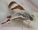 Oxyna palpalis
