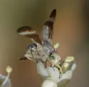 Oxyna palpalis - photo 3