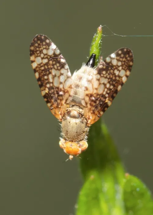 Oxyna parietina