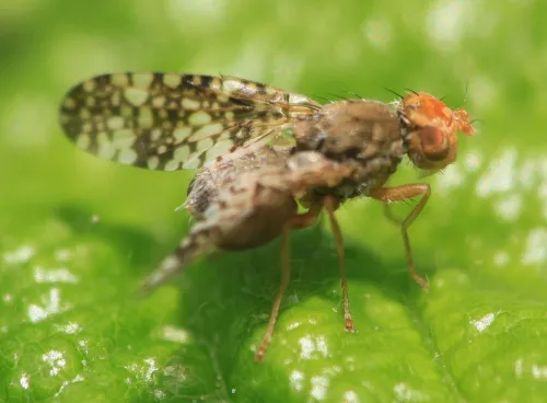 Oxyna parietina - photo 2