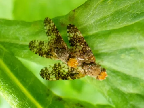 Oxyna parietina - photo 3