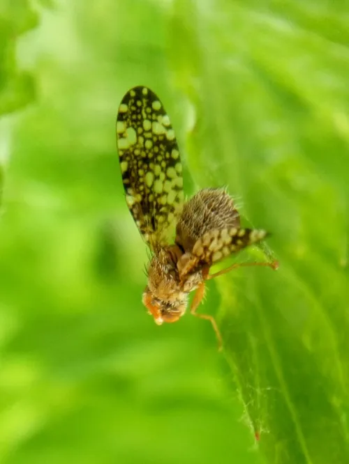 Oxyna parietina - photo 4