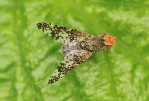 Oxyna parietina - photo 5