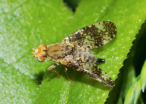 Oxyna parietina - photo 6