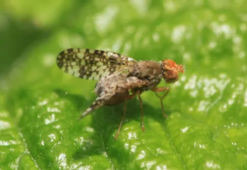 Oxyna parietina - photo 7