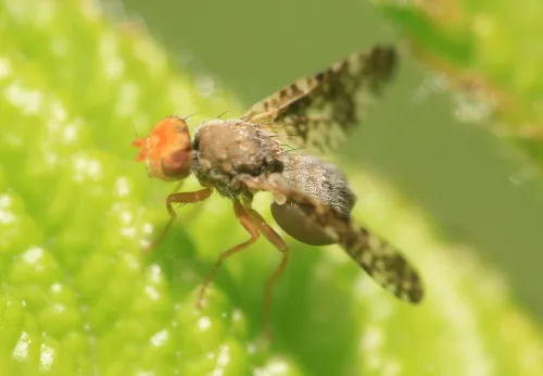 Oxyna parietina - photo 8