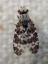 Oxyna utahensis - Oxyna utahensis