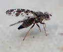 Oxyna utahensis - photo 2