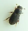 Oxyomus sylvestris - Oxyomus sylvestris