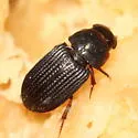Oxyomus sylvestris - photo 2