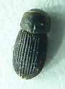 Oxyomus sylvestris - photo 4