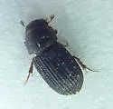 Oxyomus sylvestris - photo 5