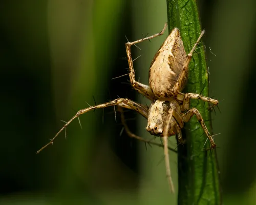 Oxyopes acleistus - photo 2