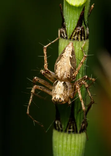 Oxyopes acleistus - photo 3