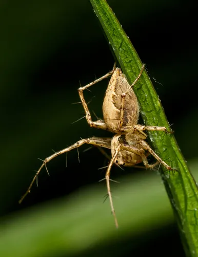 Oxyopes acleistus - photo 4