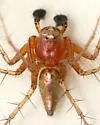 Oxyopes aglossus