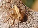 Oxyopes aglossus - photo 2