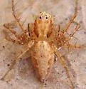 Oxyopes aglossus - photo 3