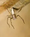 Oxyopes aglossus - photo 4