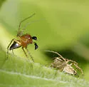 Oxyopes aglossus - photo 5