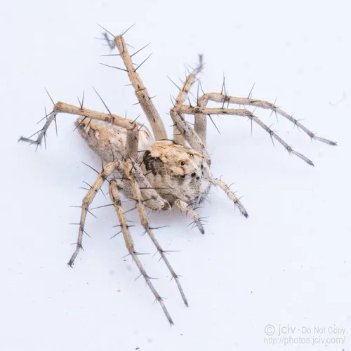Oxyopes apollo