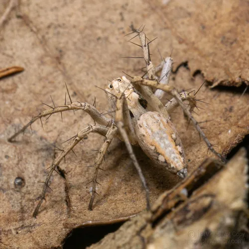Oxyopes apollo - photo 2