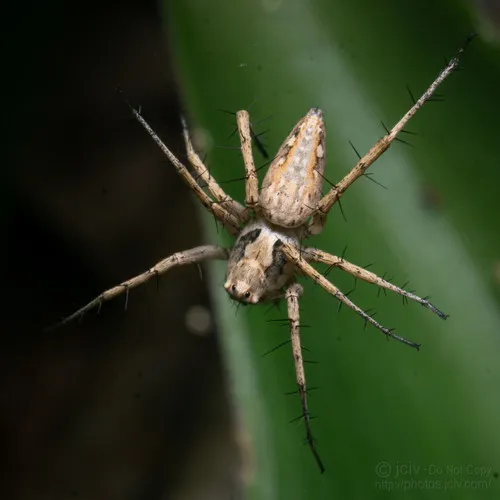 Oxyopes apollo - photo 3