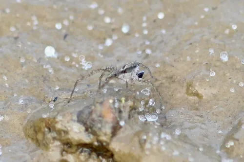 Oxyopes apollo - photo 4