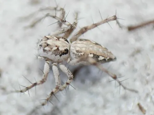 Oxyopes apollo - photo 5