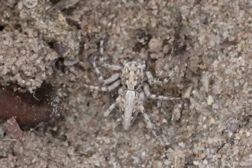 Oxyopes apollo - photo 6