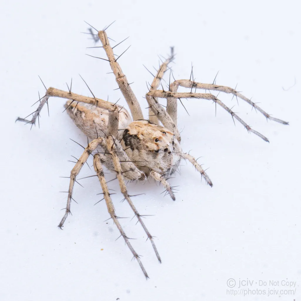 Oxyopes apollo - photo 7