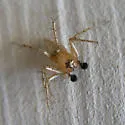 Oxyopes occidens