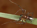 Oxyopes occidens - photo 2