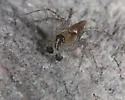 Oxyopes occidens - photo 4