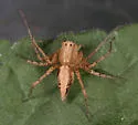 Oxyopes occidens - photo 5