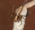 Oxyopes panther