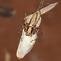 Oxyopes panther - photo 2